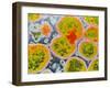 Neisseria Meningitis Bacteria-null-Framed Photographic Print