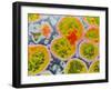 Neisseria Meningitis Bacteria-null-Framed Photographic Print