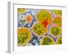 Neisseria Meningitis Bacteria-null-Framed Photographic Print