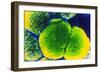 Neisseria Meningitis Bacteria-null-Framed Photographic Print