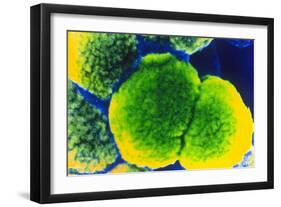 Neisseria Meningitis Bacteria-null-Framed Photographic Print