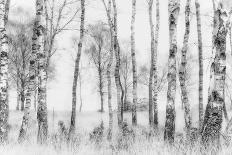 Pine tree-Nel Talen-Photographic Print