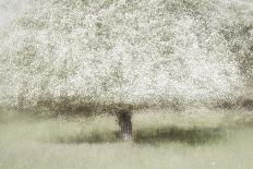 Pine tree-Nel Talen-Photographic Print