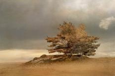 Pine tree-Nel Talen-Photographic Print