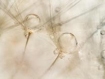 Poppy seedlings-Nel Talen-Photographic Print