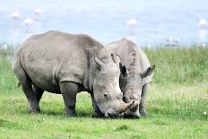 African White Rhino, Lake Nakuru, Kenya-nelik-Photographic Print