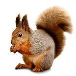 Eurasian Red Squirrel in Front of A White Background-nelik-Photographic Print