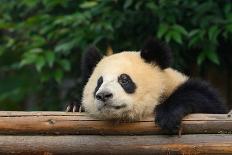 Hungry Giant Panda Bear Eating Bamboo-nelik-Photographic Print