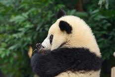 Hungry Giant Panda Bear Eating Bamboo-nelik-Photographic Print