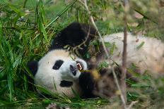 Hungry Giant Panda Bear Eating Bamboo-nelik-Photographic Print