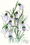 Snowdrops-Nell Hill-Giclee Print