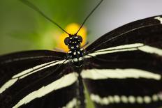 Butterfly Isolated-Nelson Charette-Photographic Print