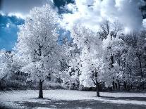 Infrared Landscape with White Trees and Water-Nelson Charette-Photographic Print