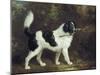 Nelson with a Terrier - Edit-Charles Henry Schwanfelder-Mounted Art Print