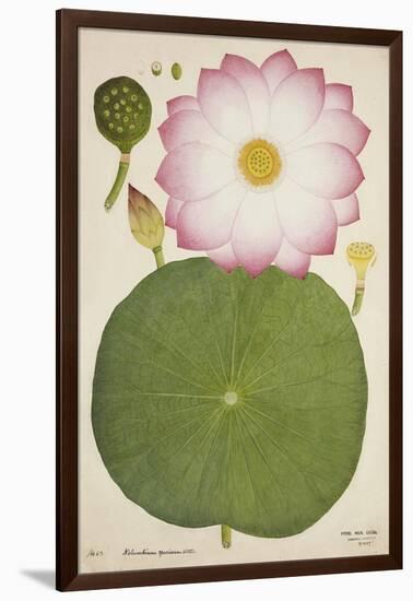 Nelumbium Speciosum Willd, 1800-10-null-Framed Giclee Print