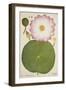 Nelumbium Speciosum Willd, 1800-10-null-Framed Giclee Print