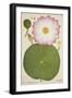 Nelumbium Speciosum Willd, 1800-10-null-Framed Giclee Print