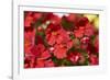 Nemesia, blossoms, red, close-up-David & Micha Sheldon-Framed Photographic Print