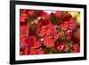 Nemesia, blossoms, red, close-up-David & Micha Sheldon-Framed Photographic Print