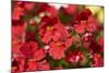 Nemesia, blossoms, red, close-up-David & Micha Sheldon-Mounted Photographic Print