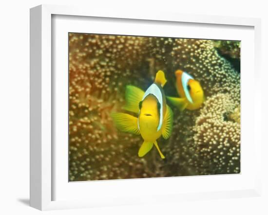 Nemo-Ahmed Elgohary-Framed Photographic Print