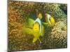 Nemo-Ahmed Elgohary-Mounted Photographic Print