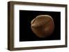 Nemocardium Bechei-Paul Starosta-Framed Photographic Print