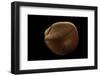 Nemocardium Bechei-Paul Starosta-Framed Photographic Print