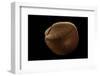 Nemocardium Bechei-Paul Starosta-Framed Photographic Print