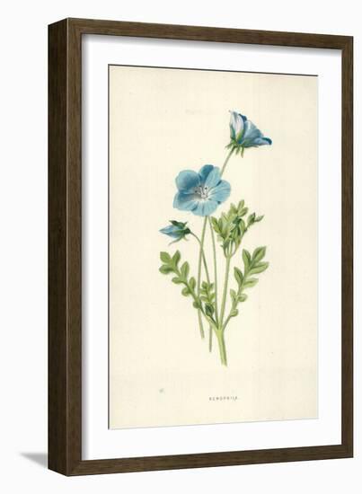 Nemophila-Frederick Edward Hulme-Framed Giclee Print