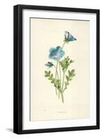 Nemophila-Frederick Edward Hulme-Framed Giclee Print