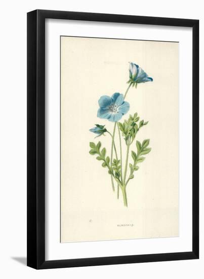 Nemophila-Frederick Edward Hulme-Framed Giclee Print