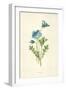 Nemophila-Frederick Edward Hulme-Framed Giclee Print