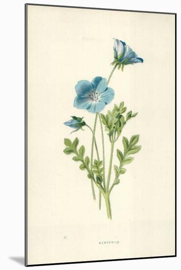 Nemophila-Frederick Edward Hulme-Mounted Giclee Print