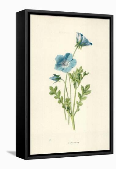 Nemophila-Frederick Edward Hulme-Framed Stretched Canvas