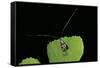 Nemophora Degeerella (Longhorn Moth)-Paul Starosta-Framed Stretched Canvas