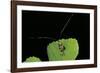 Nemophora Degeerella (Longhorn Moth)-Paul Starosta-Framed Photographic Print