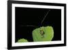 Nemophora Degeerella (Longhorn Moth)-Paul Starosta-Framed Photographic Print