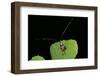 Nemophora Degeerella (Longhorn Moth)-Paul Starosta-Framed Photographic Print