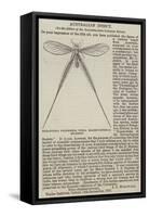 Nemoptera Filipennis, India, Major-General Hearsey-null-Framed Stretched Canvas