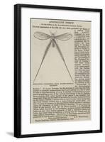 Nemoptera Filipennis, India, Major-General Hearsey-null-Framed Giclee Print