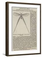 Nemoptera Filipennis, India, Major-General Hearsey-null-Framed Giclee Print