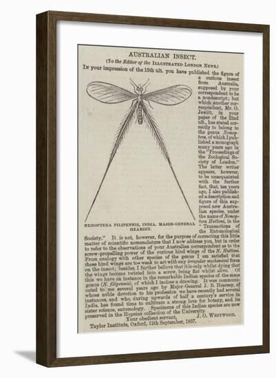 Nemoptera Filipennis, India, Major-General Hearsey-null-Framed Giclee Print