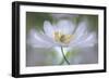 Nemorosa Nirvana-Mandy Disher-Framed Giclee Print