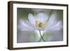 Nemorosa Nirvana-Mandy Disher-Framed Giclee Print