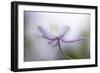 Nemorosa-Mandy Disher-Framed Giclee Print