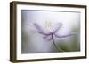 Nemorosa-Mandy Disher-Framed Giclee Print