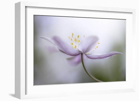 Nemorosa-Mandy Disher-Framed Giclee Print