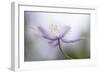 Nemorosa-Mandy Disher-Framed Giclee Print