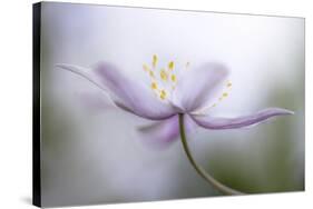 Nemorosa-Mandy Disher-Stretched Canvas